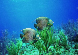 環(huán)境影響評(píng)價(jià)、排污許可證、應(yīng)急預(yù)案